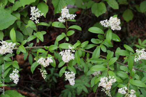 фотографія In the spring in nature, ordinary privet (ligustrum vulgare) blooms