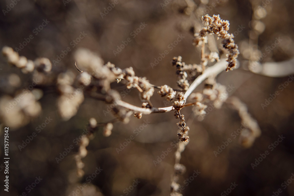 Boho dry flowers and branches macro view Boho dry flowers and branches macro view