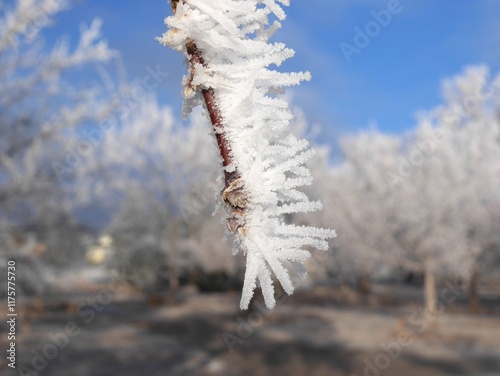 Tree branches covered by hoar frost, Colorado