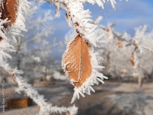 A leaf covered by hoar frost, Colorado