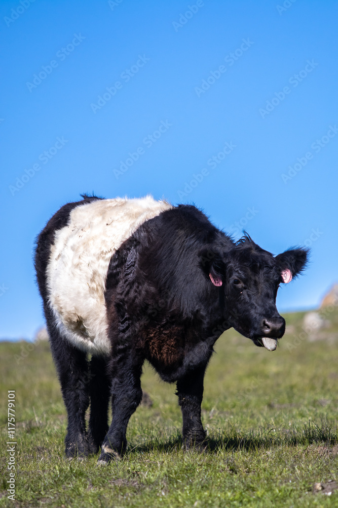 Fototapeta premium Cow with tongue out