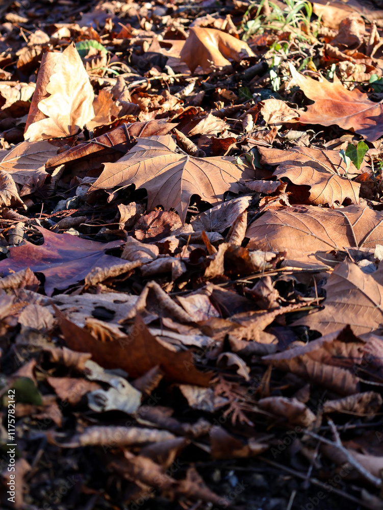 Fototapeta premium autumn leaves on the ground Warm light shines through the dry autumn leaves, creating a play of shadows and textures. Red and golden tones emphasise the natural beauty of autumn, conveying an atmosphe