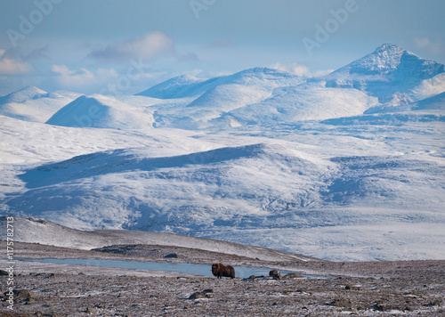 Northern muskox in winter mountains, natural winter habitat with snow, Dovrefjell National Park, Norway. Face to face a muskrat. Muskox fight. Wild muskox in the mountains. A wild scene from nature. photo