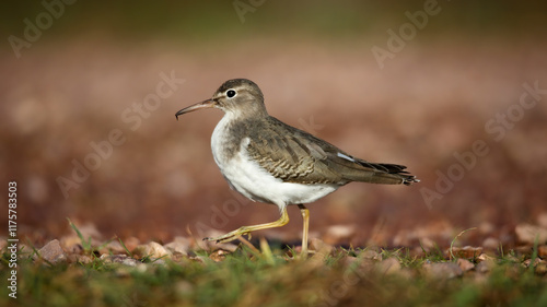 Spotted sandpiper in winter