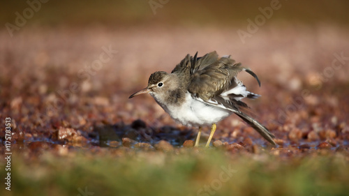 Spotted sandpiper in winter