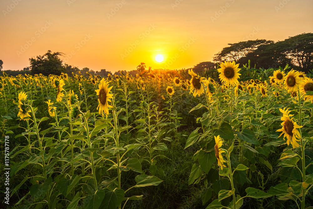 golden Sunflowers field at blooming farm agricultural Summer sunset and bright sun lights background in Thailand