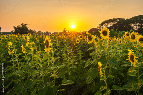 Obraz na płótnie golden Sunflowers field at blooming farm agricultural Summer sunset and bright sun lights background in Thailand w salonie