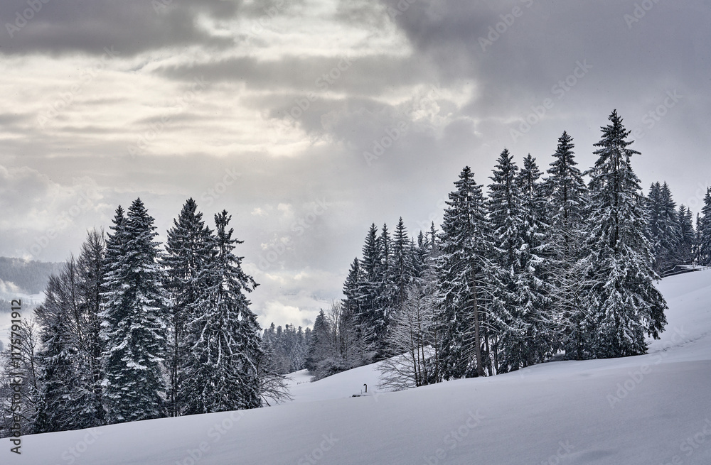 Fototapeta premium flight over a snowy spruce and fir forest landscape in the alpine landscape of the Bregenz Forest in Vorarlberg next to Sulzberg, Austria