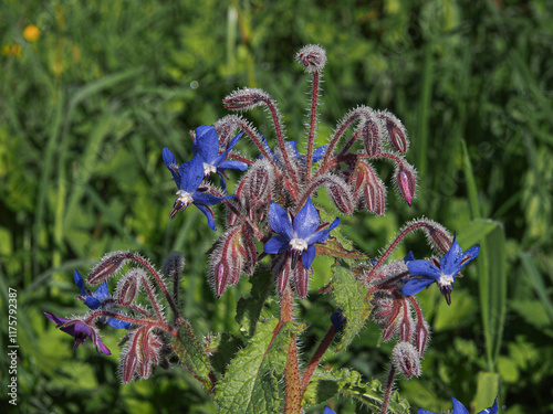 Принти на полотні borage close up with purple  flower