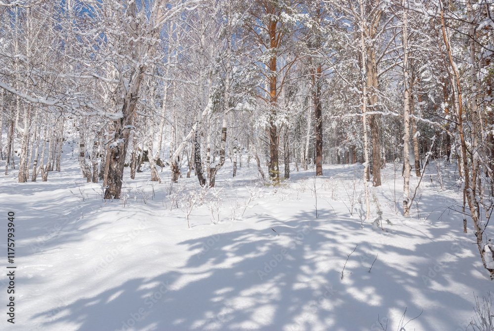 Beautiful snow-covered forest bright rays of the sun illuminate the crowns and trunks of trees. Beautiful snow-covered forest bright rays of the sun illuminate the crowns and trunks of trees.