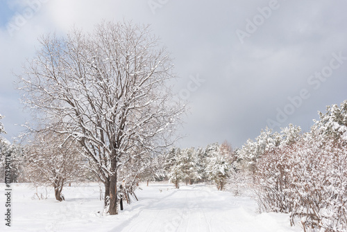 Wallpaper Mural Snowy forest with a path between the pines, rural area, peace and quiet. Torontodigital.ca