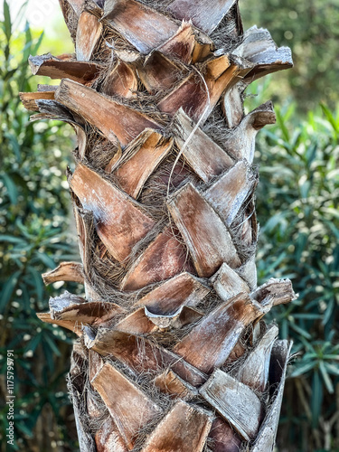 Palmenstamm im closeup photo