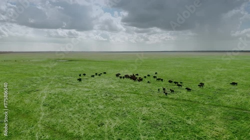  Aerial view of a grazing herd of buffalo on a vast green plain under an overcast sky with dramatic clouds.