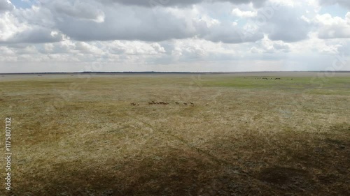 Aerial view of a vast open plain under a cloudy sky with distant herds of animals grazing in the grassland.