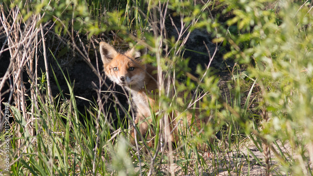 Obraz premium a young fox hides in the bushes