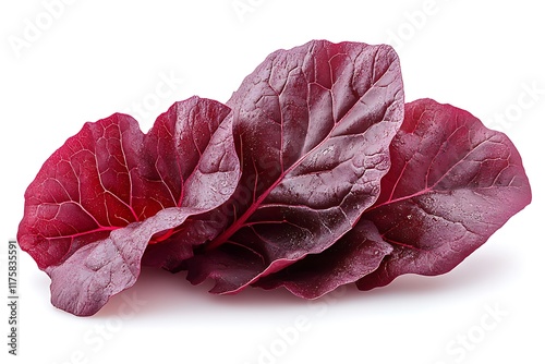 Red leaf lettuce isolated on white background photo