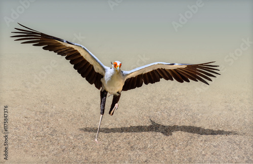 Close up of secretary bird (Sagittarius serpentarius) flying through a dry field photo