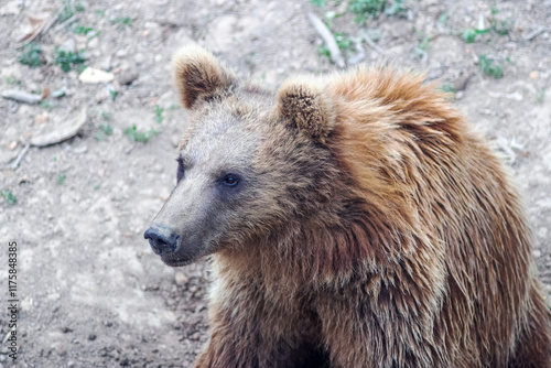 brown bear in nature close-up photo