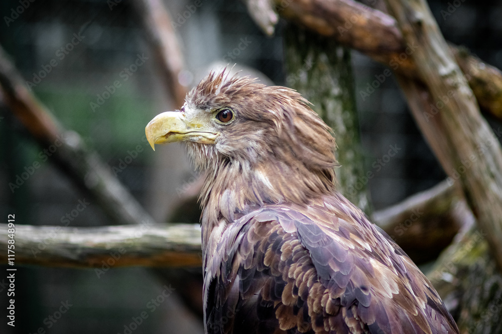 A large eagle in the forest sits on a dry tree branch A large eagle in the forest sits on a dry tree branch