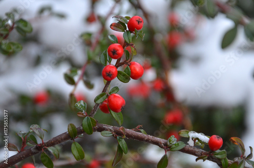 Closeup red berries Cotoneaster horizontalis on a branch with green leaves in winter. Winter berries outdoors. Free copy space. photo