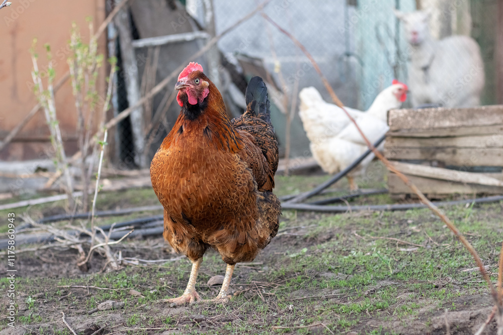 Fototapeta premium Brown and white chicken in the garden in spring