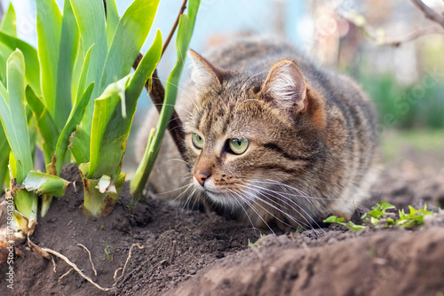 Konstfotografi A brown tabby cat lurks in the garden among the greenery, watching for prey