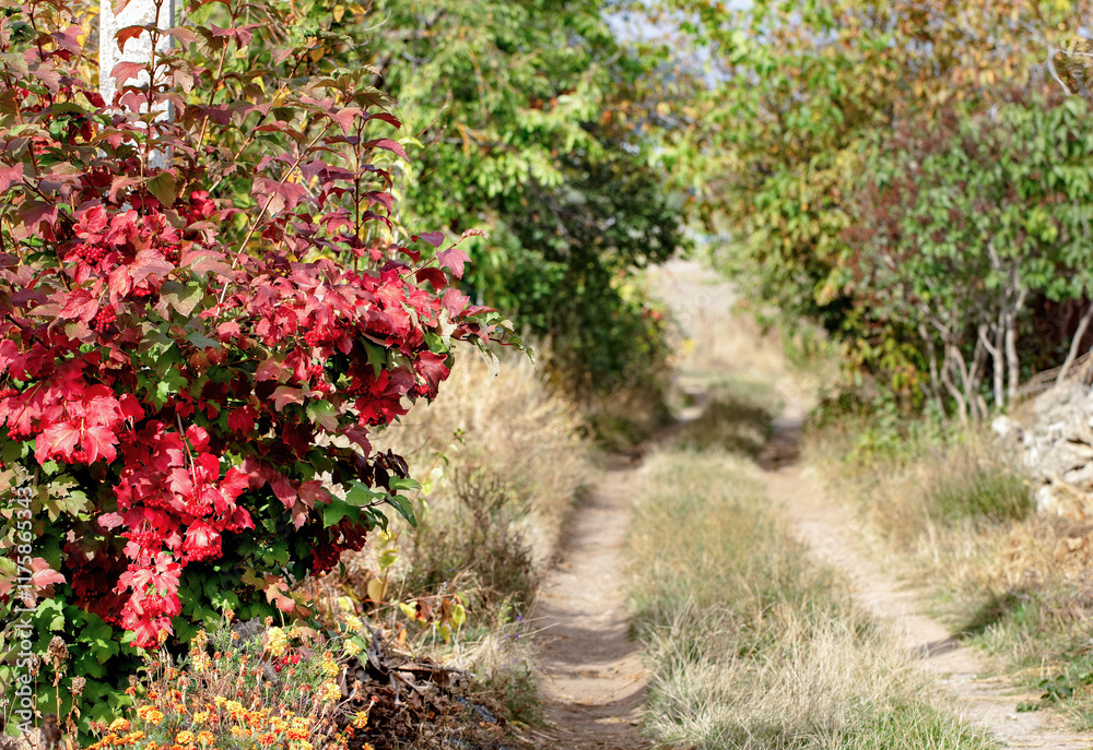 Autumn colors brighten a rustic pathway through nature's beauty in a serene landscape