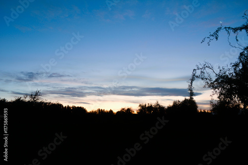 Fototapeta Naklejka Na Ścianę i Meble -  Cielo al atardecer con silueta de arboles 