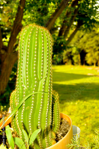 Gran cactus en el jardín