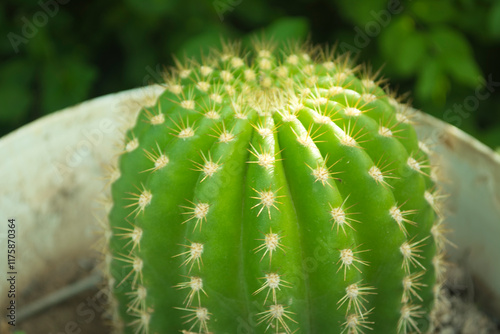 Cactus redondo con espinas