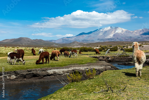 Herd of alpacas grazing in front of Isluga volcano photo