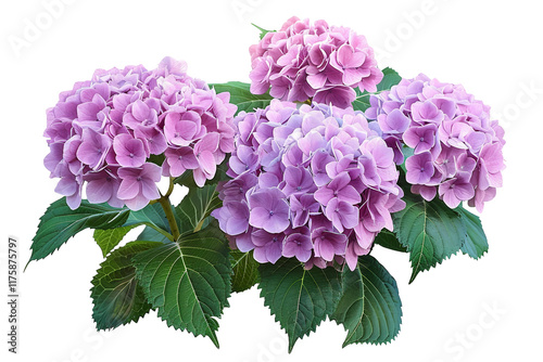 Lush Hydrangea Shrubs with Vibrant Round Floral Clusters isolated on transparent background