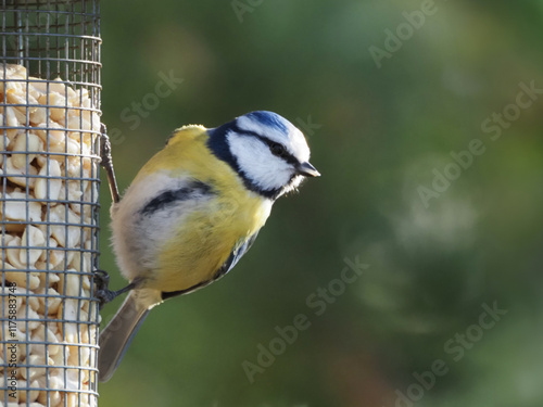 Blaumeise (Cyanistes caeruleus / Parus caeruleus) beim Futterhaus