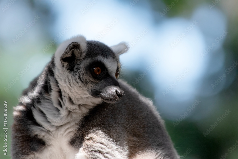 Obraz premium this is a close up of a ring tailed lemur