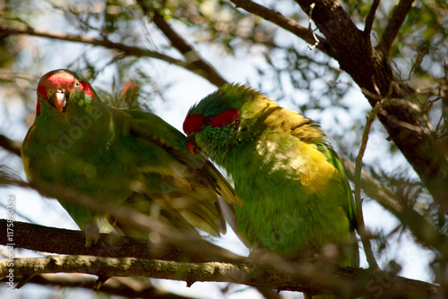 the two musk lorikeets are sharing a branch photo