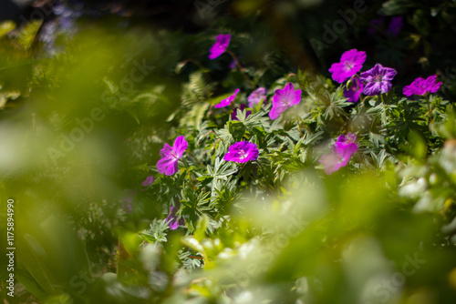 Bodziszek czerwony 'Max Frei' Geranium sanguineum, różowe kwiaty, sezon wiosenny w ogrodzie, zielone tło lub kwiatowa tapeta photo