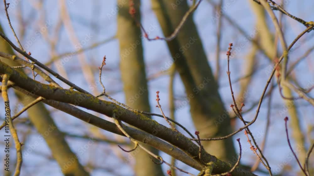 A raven sits on a tree branch on a clear winter day A raven sits on a tree branch on a clear winter day