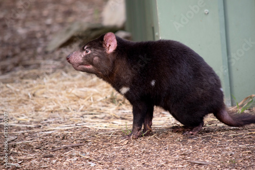 Tasmanian Devils are the size of a small dog. Devils have black fur with a large white stripe across their breast and the odd line on their back photo