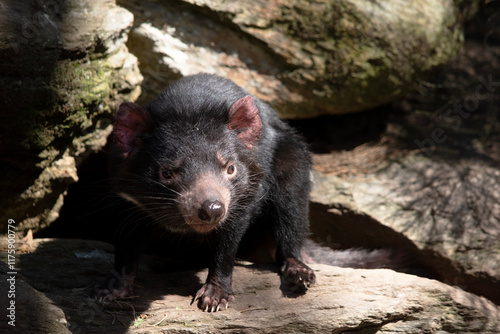 this is a close up of a Tasmanian devil photo