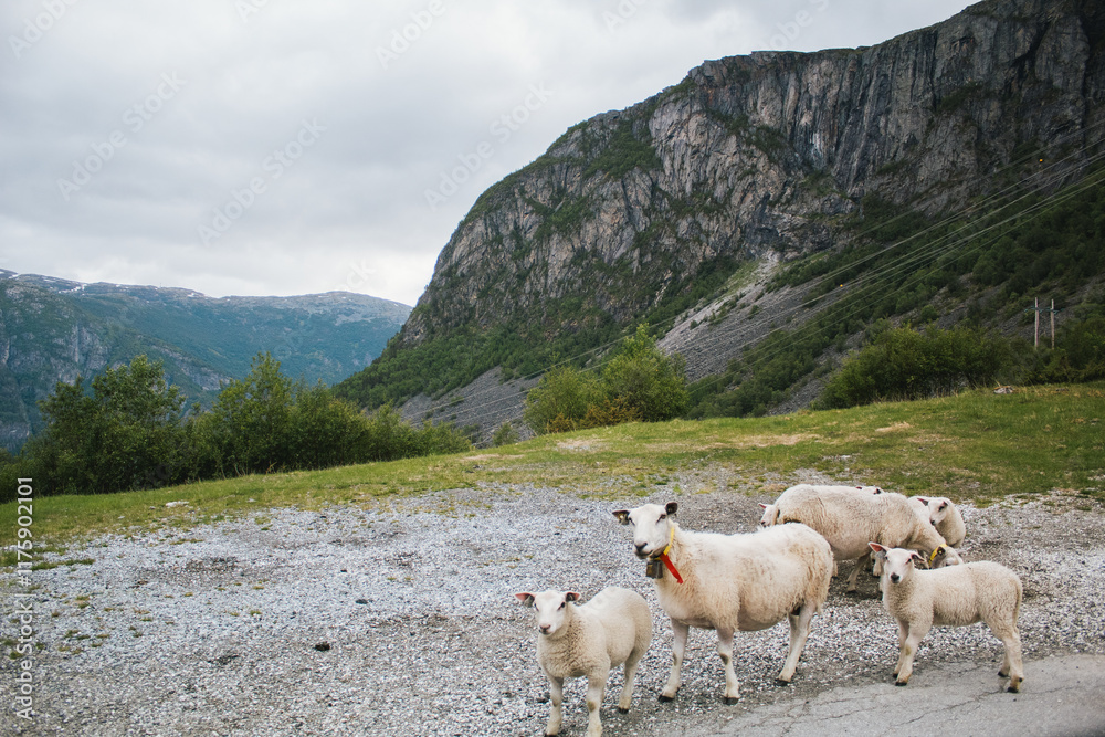 Obraz premium Scandinavian Travels