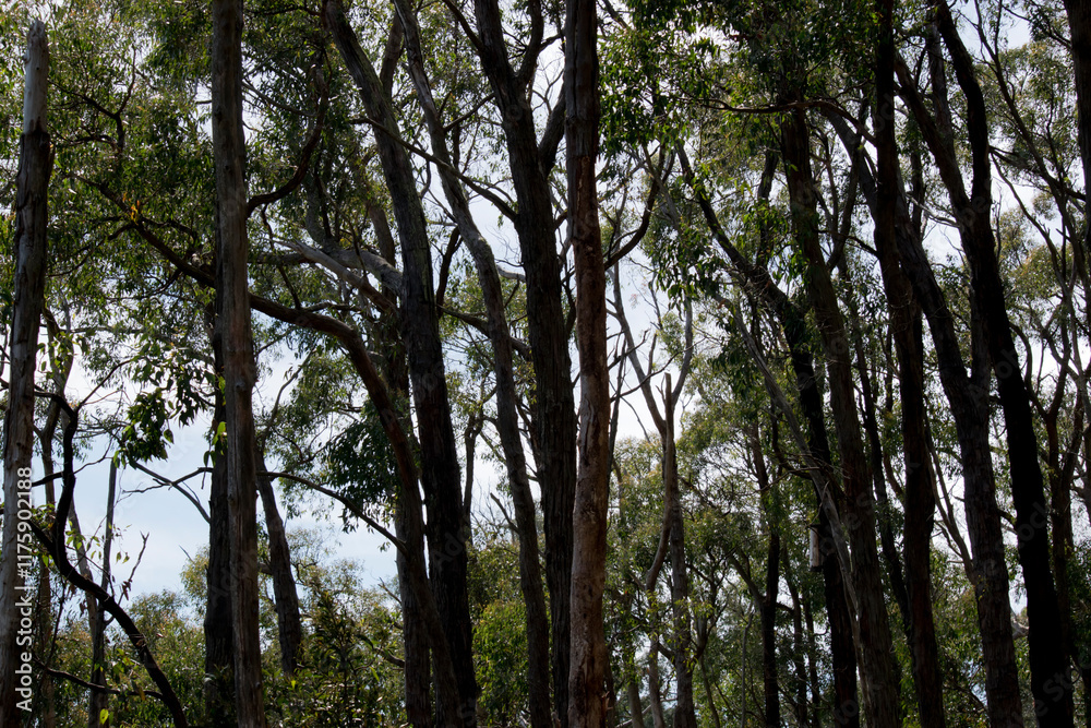 Obraz premium the eucalyptus trees don't have many leaves