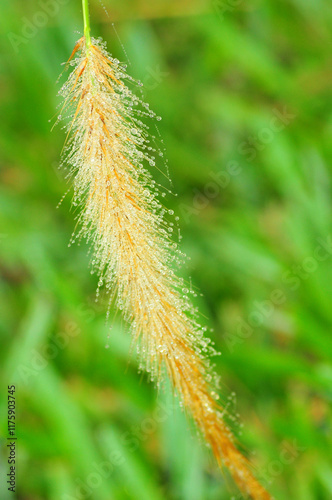 front view, closeup, macro of, a Red Fountain grass tip, after a tropical, rainstorm, under hazy sunlight photo