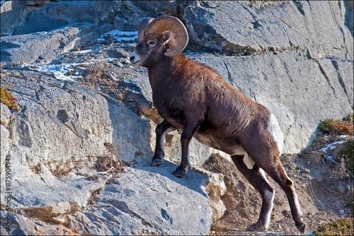 Bighorn sheep in the mountains