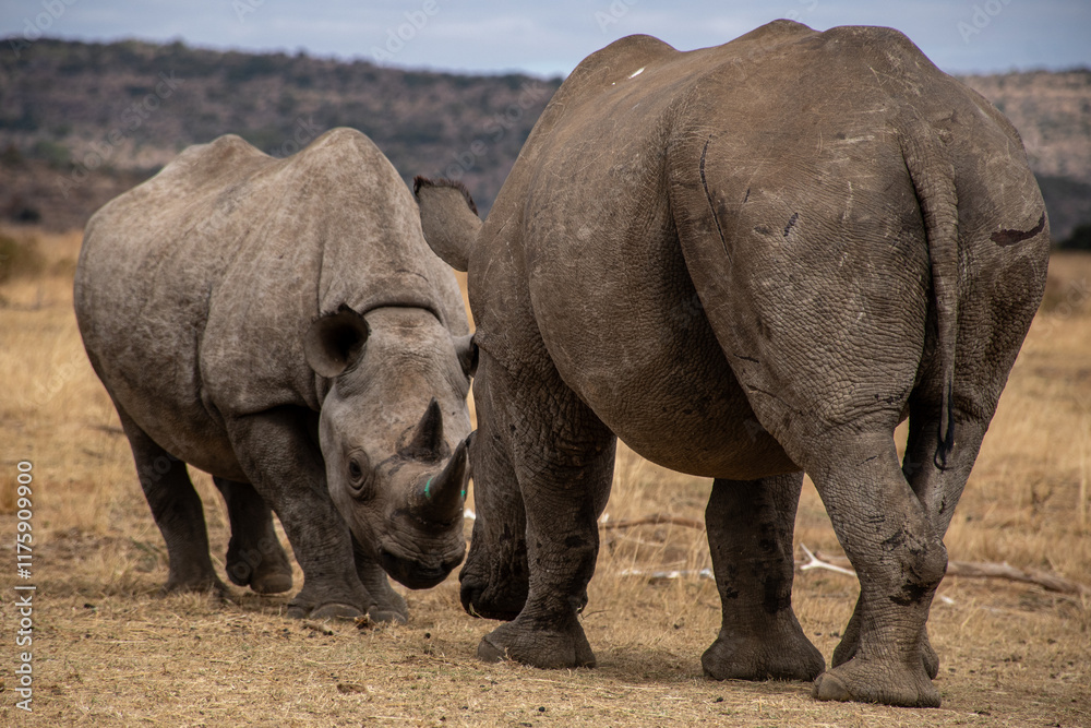 Obraz premium A black (left) and white rhino who grew up together at a rhino orphanage in Limpopo. 25 June 2024. 
