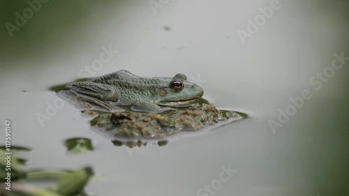 Bullfrog on stone in rippling water jumps underwater.