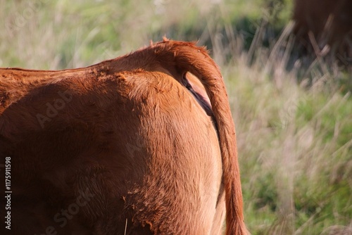 side close-up of the rear end of a brown cow on the pasture