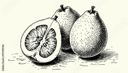 Intricate vintage guava engraving in black and sepia tones with detailed linework, illustration