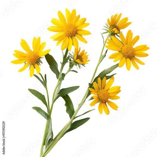 Bright arnica flowers arranged on a transparent background for creative design projects or floral displays, Arnica flowers on a transparent background