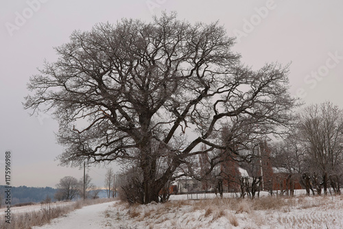 Wallpaper Mural Tree Torontodigital.ca