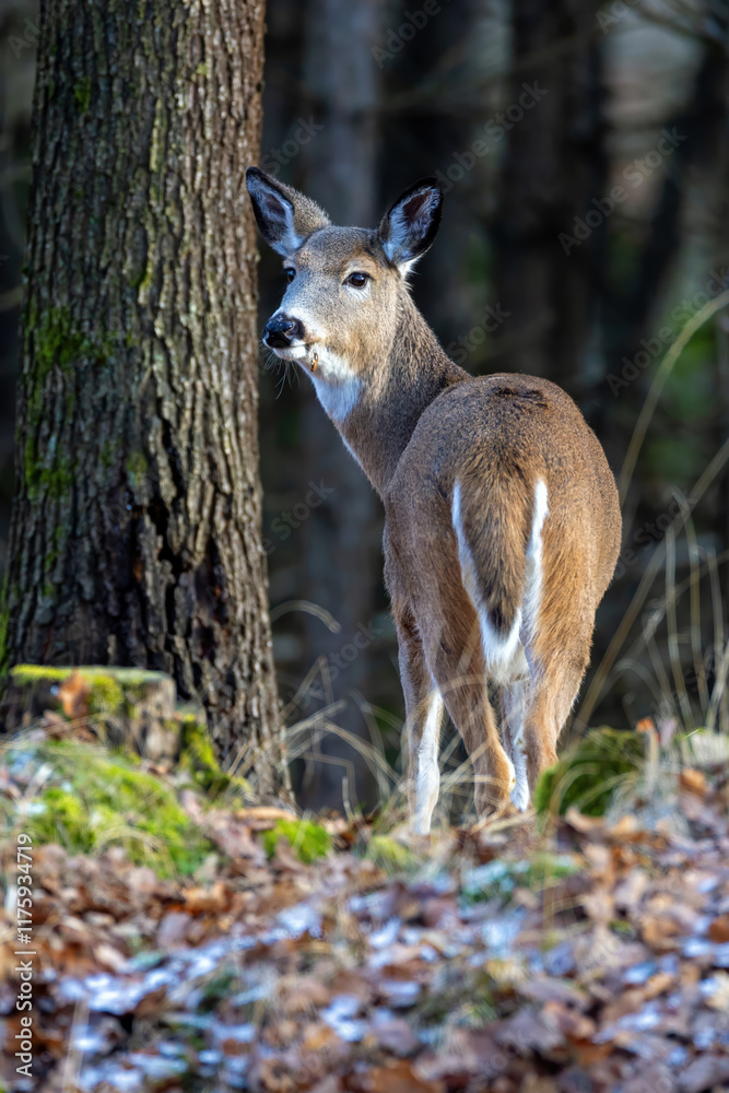 Fototapeta premium white-tailed deer.
